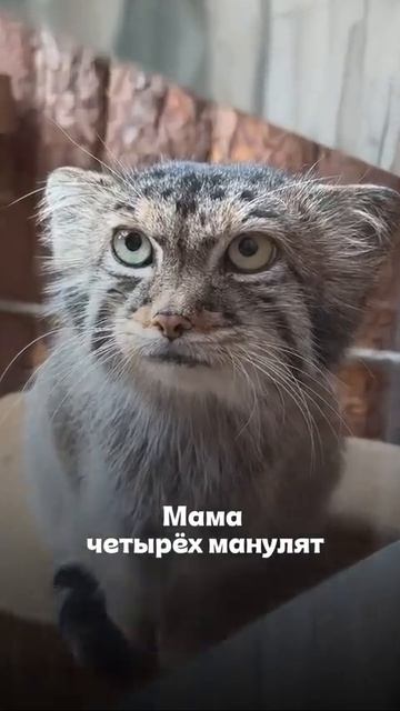 Тем временем...11.08.2026...Папа и мама четурех манулят