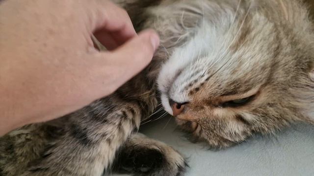 ДНЕВНОЙ СОН КОТИКА🤗🥰😺💕💥