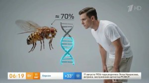 Ученый заявил о сходстве порядка 70% генов мухи и человека