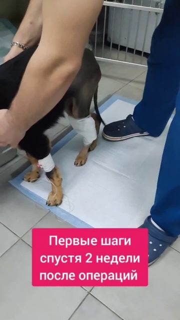 Нам срочно нужна ваша помощь! Два года назад собака чудом выжила после жуткого ДТП.