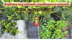 Клубника под плёнкой, спанбондом и соломой: показываем итоги эксперимента. Выращиваем клубнику .