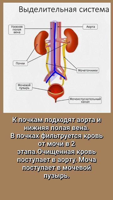 Выделительная система