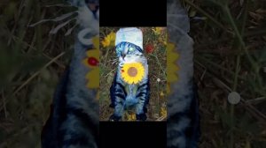реакция на сью ЛЯНОХВОСТКА КВ
