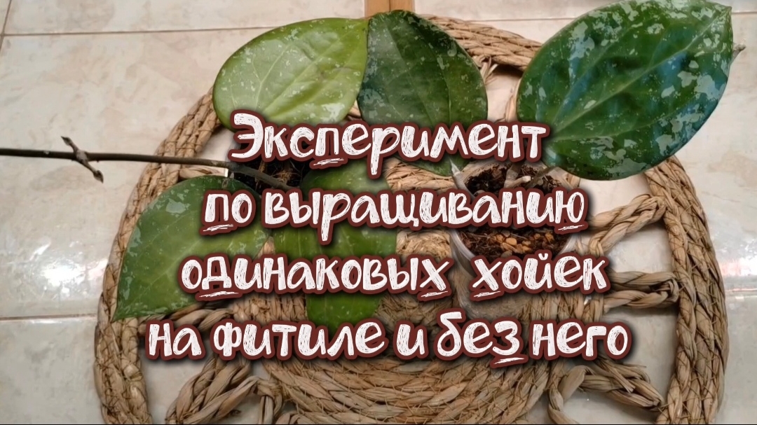 Эксперимент по выращиванию одинаковых хойек на фитиле и без него