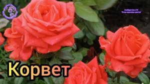 РОЗА КОРВЕТ. ЧАСТЬ 1