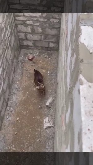 прыжок кошки