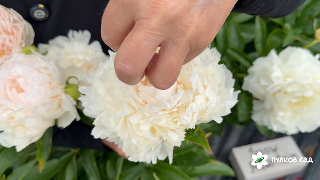 Brother Chuck Peony. Бразер Чак пион. Пулков сад (2026 г.)