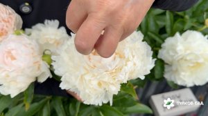 Brother Chuck peony. Бразер Чак пион. Пулков сад (2026 г.)