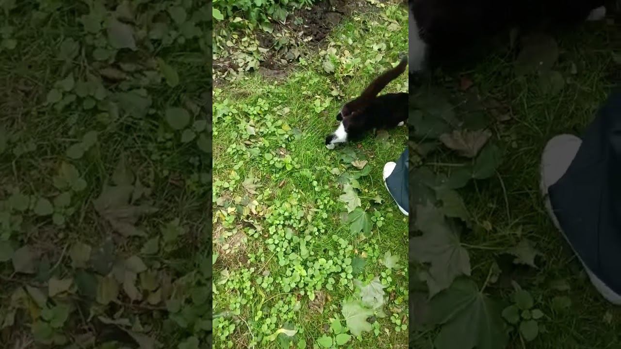 Кормим кота сосисками в Светлогорске. 19 июля 2026