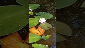 Пруды Ясная поляна