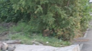 Загадочный Измайловский парк