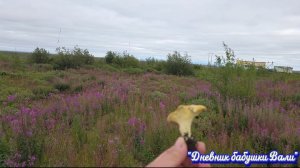 Гуляем в тундру. Бывший пос. Западный.