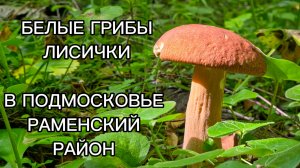 БЕЛЫЕ ГРИБЫ. ЛИСИЧКИ. ГРИБЫ В ПОДМОСКОВЬЕ. РАМЕНСКИЙ РАЙОН