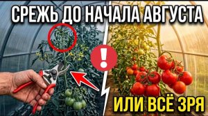 СРЕЖЬ ЭТО ДО НАЧАЛА АВГУСТА - ИНАЧЕ ПОМИДОРЫ ОСТАНУТСЯ ЗЕЛЁНЫМИ
