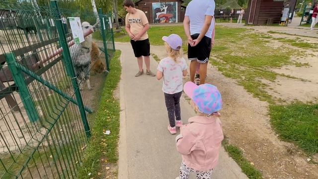 Контактный зоопарк. Кормим альпак, козочек, овечек. Детский влог.