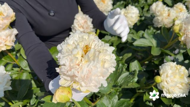 Greenland Peony. Гринленд пион. Пулков сад (2026 г.)