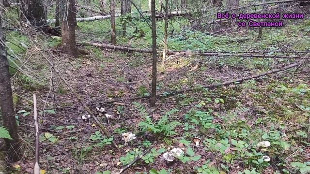 Привезли трубы для вышки ,съездили в посёлок ,а вечером в лес за грибами.
