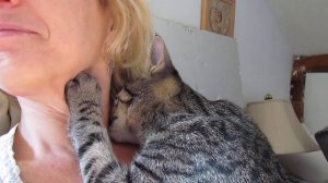 Груминг от кошки Мака asmr #asmranimals #груминг