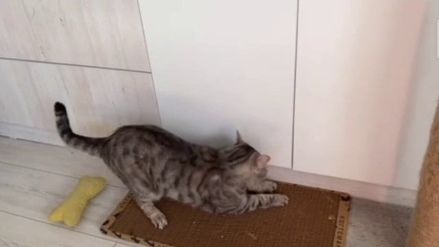 Замечательная когтеточка для кота❤️