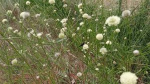 Природа Волгоградской области. Август 2026. Головчатка белоцветковая (Cephalaria leucanta)