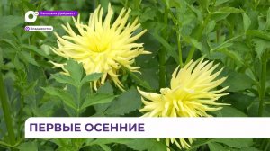 В Ботаническом саду ДВО РАН зацвели кактусовидные георгины