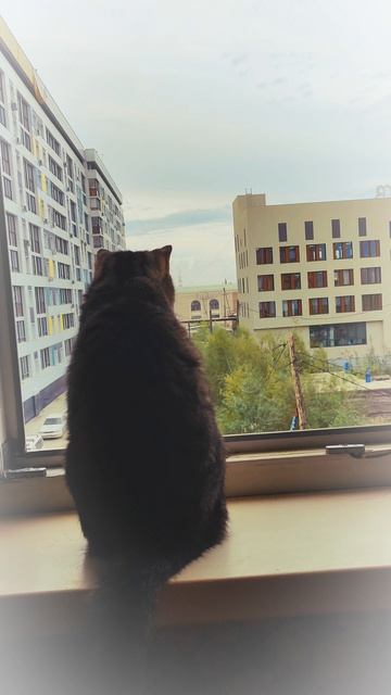 #кошка