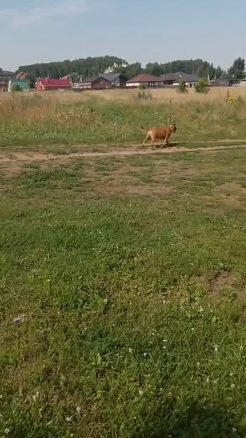 rutube.ru