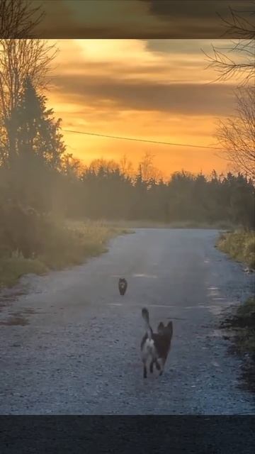 🥰 Бесится перед сном