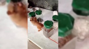 Белочки всегда добиваются своей цели🙂.