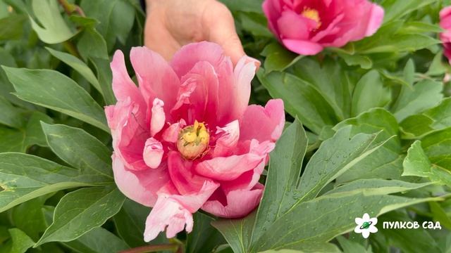 Strawberry Creme Brulee Peony. Стробэри Крем Брюле пион. Пулков сад (2026 г.)