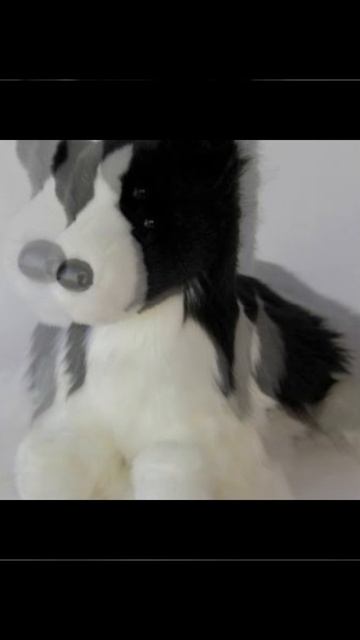 Эдит (Бордер колли)