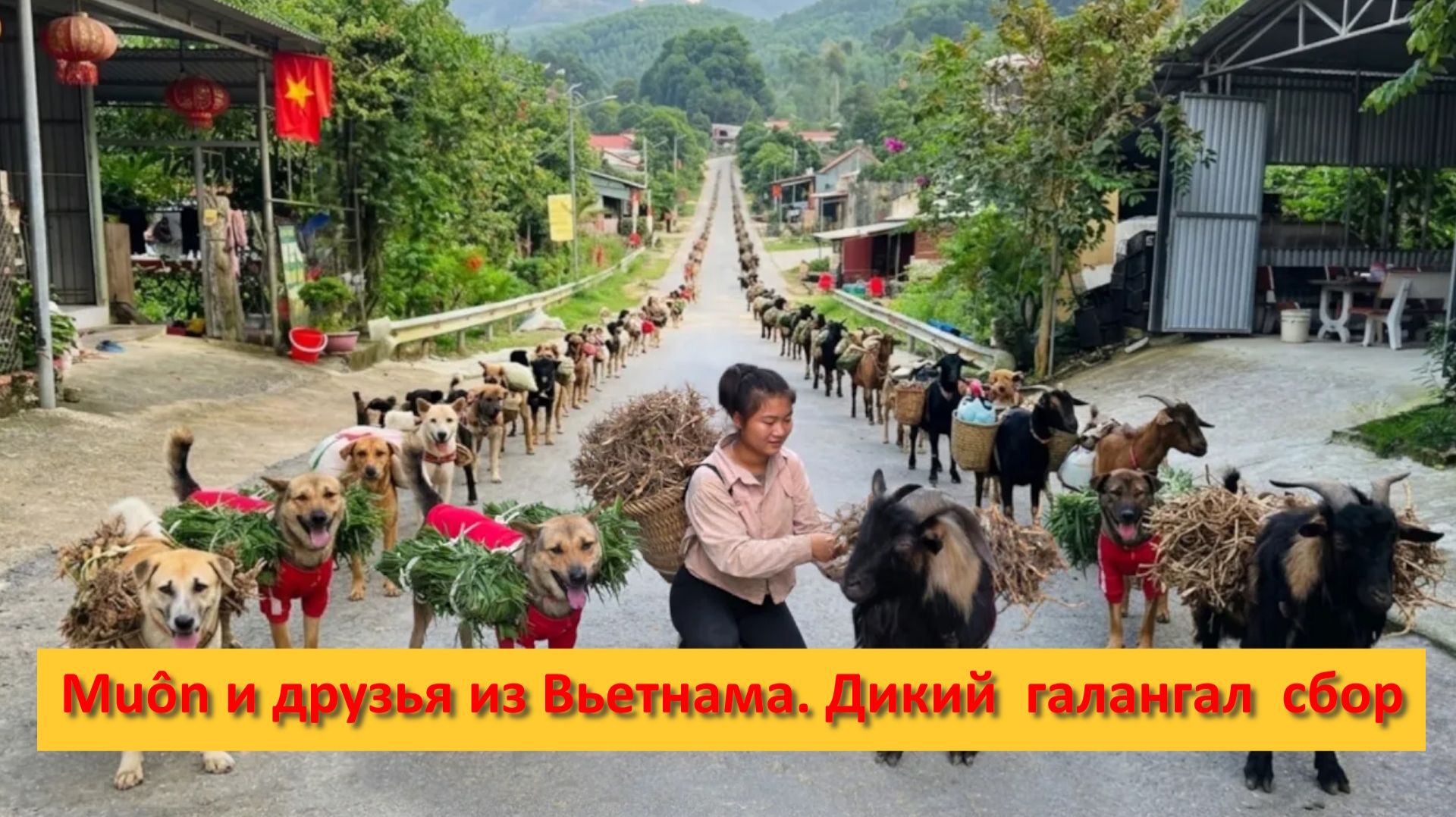 Muôn и друзья из Вьетнама. Дикий  галангал  сбор.