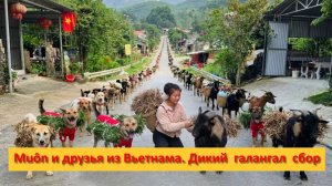 Muôn и друзья из Вьетнама. Дикий  галангал  сбор.