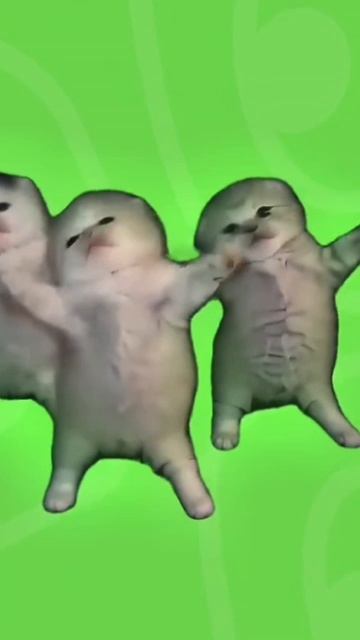 весёлые котости