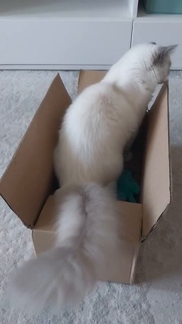 Котята рэгдолл