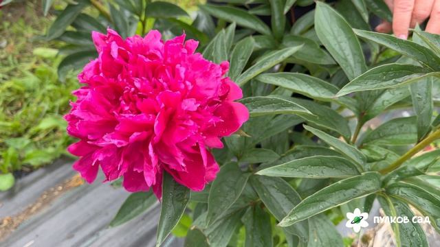 Avis Varner Peony. Авиз Варнер пион. Пулков сад (2026 г.)