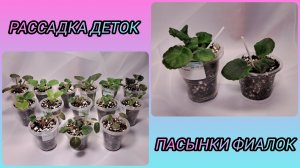 Отсадка и рассадка деток. Пасынки фиалок.