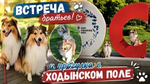 Встреча двух братьев шелти 🐶❤️ | Прогулка в Ходынском поле
