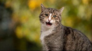 Кошка ищет, зовет котят. Звук для кота или кошки. Звук для твоего питомца