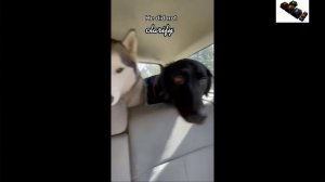 Шкодные,смешные кошки и собаки...