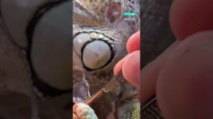 Игуана сбрасывает пушистый хвост ASMR 🦎   Furry Tails
