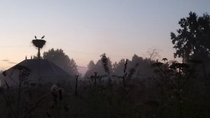 Открытие про аистов, часть 2