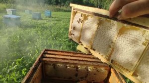 11 Августа. Добрался до мини рамок. Лисёнок пришёл в гости.
