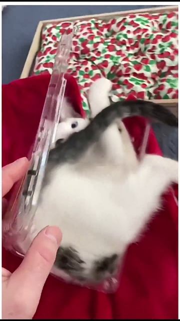Котя и коробка 🐱😂🤣