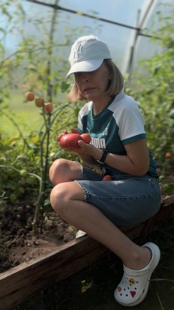 🍅🍅🍅