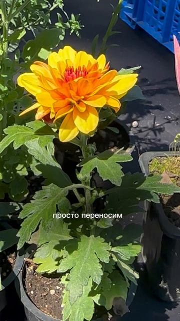 Переваливаем, а не пересаживаем