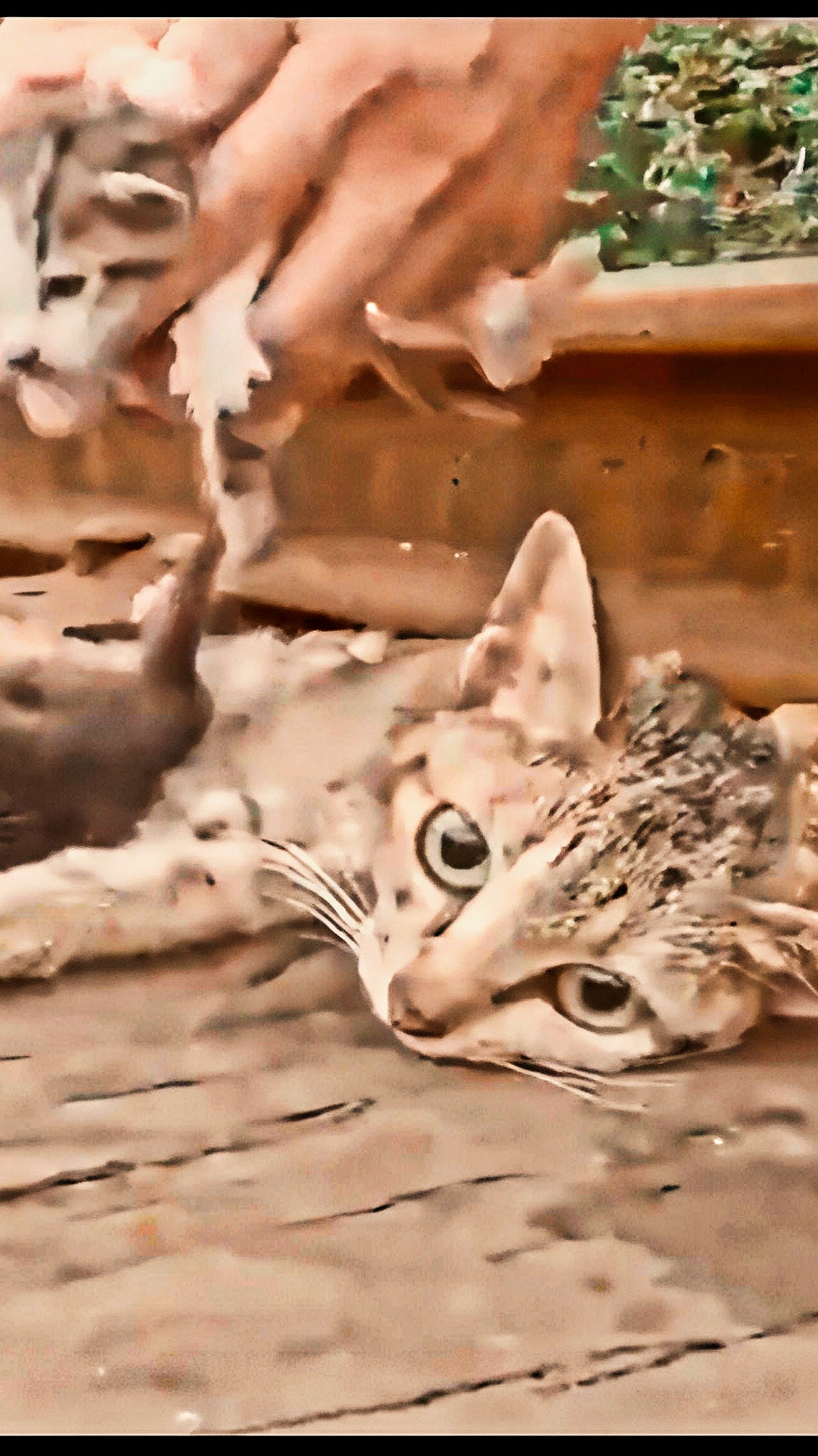 Вытащили котят из-под полумертвой кошки. Что с котятами и что с кошкой не так?