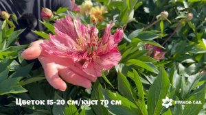 Anderson's Kaleidoscope peony. Андерсон'с Калейдоскоп пион. Пулков сад (2026 г.)
