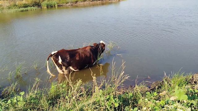 И снова коровы 🐄🐄🐄