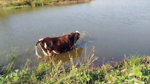 И снова коровы 🐄🐄🐄